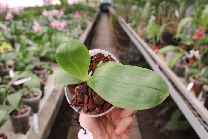 Phalaenopsis Yaphon Sir 'Yaphon #2' x Zheng Min Jacaranda 'Peter'.jpg