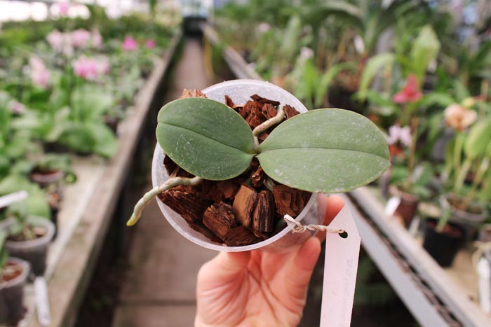 Phalaenopsis Brother Glory 'G-12'.jpg