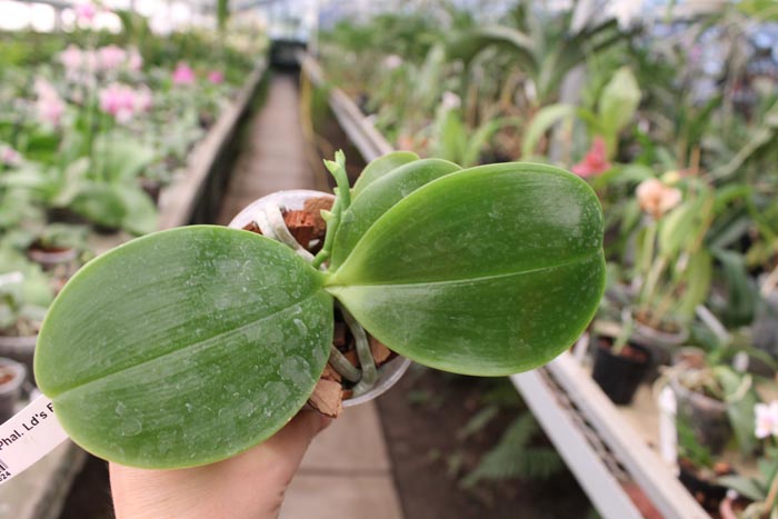 Phalaenopsis Ld's Bear King 'RK-3'.jpg