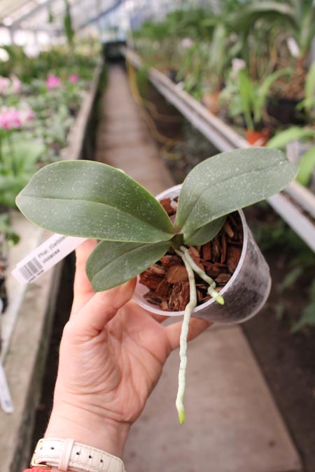 Phalaenopsis (Gelblieber x Coral Isles) x violacea.jpg