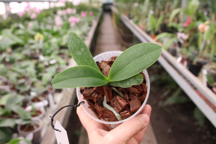 Phalaenopsis Sogo Gotris 'ES'.jpg