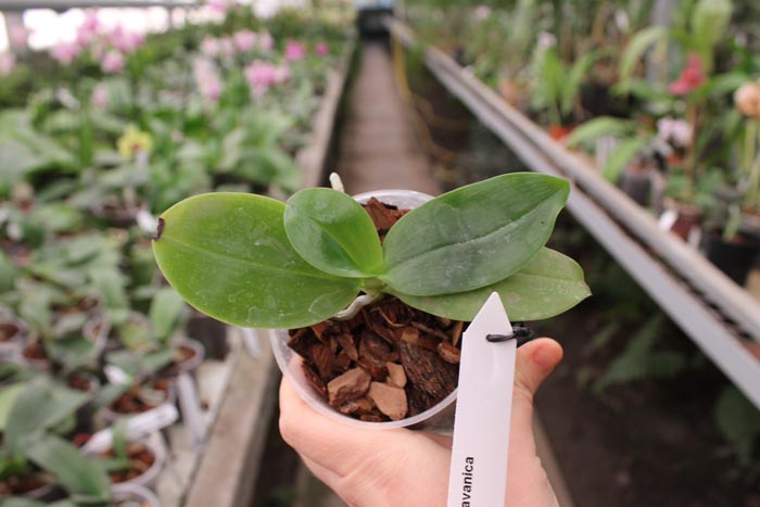 Phalaenopsis javanica.jpg