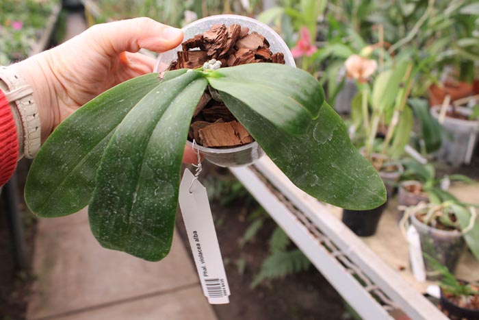 Phalaenopsis violacea alba.jpg