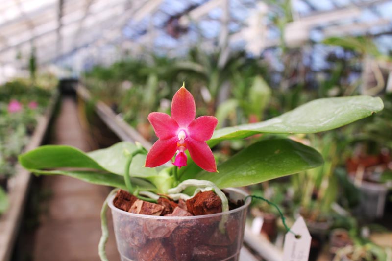 Phalaenopsis Jennifer Palermo (C1 type) x Phalaenopsis LD's Bear Queen.jpg