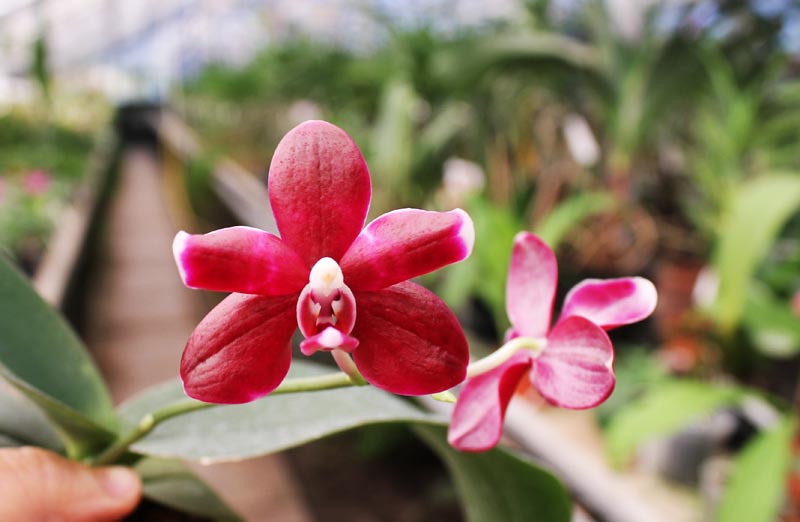 Phalaenopsis Brother Peoker 'BL' x gigantea.jpg