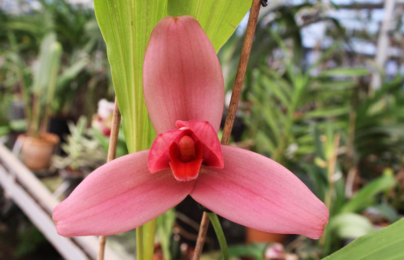 Lycaste Fire Bird.jpg