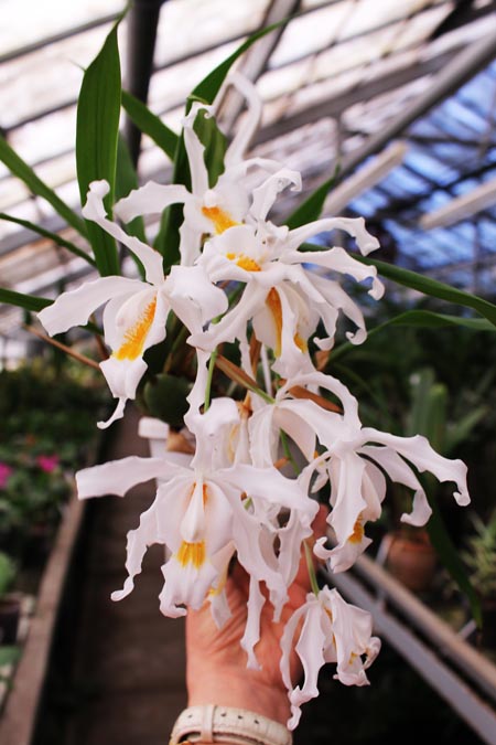 Coelogyne cristata.jpg