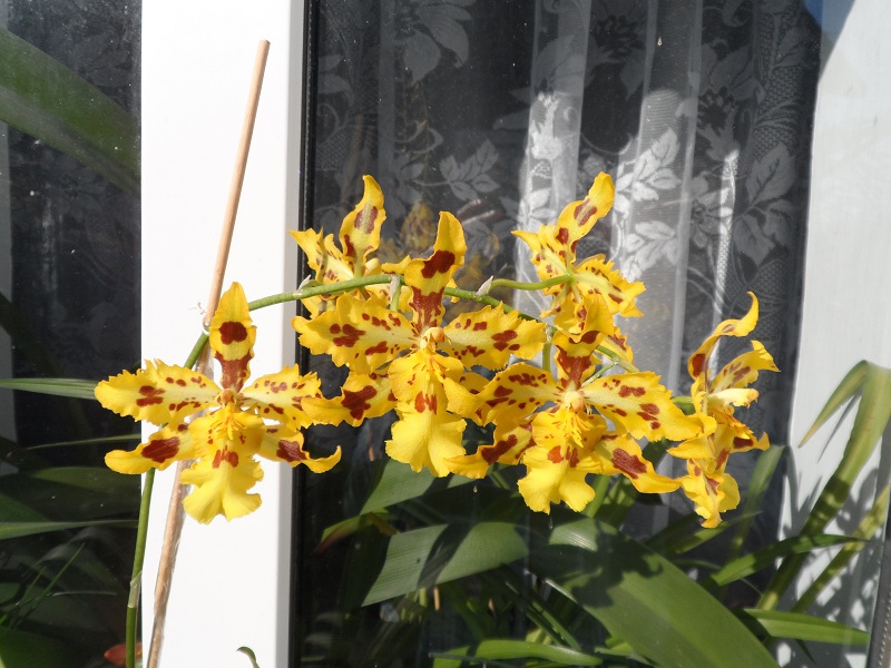 Odcdm. Yellow Tiger.