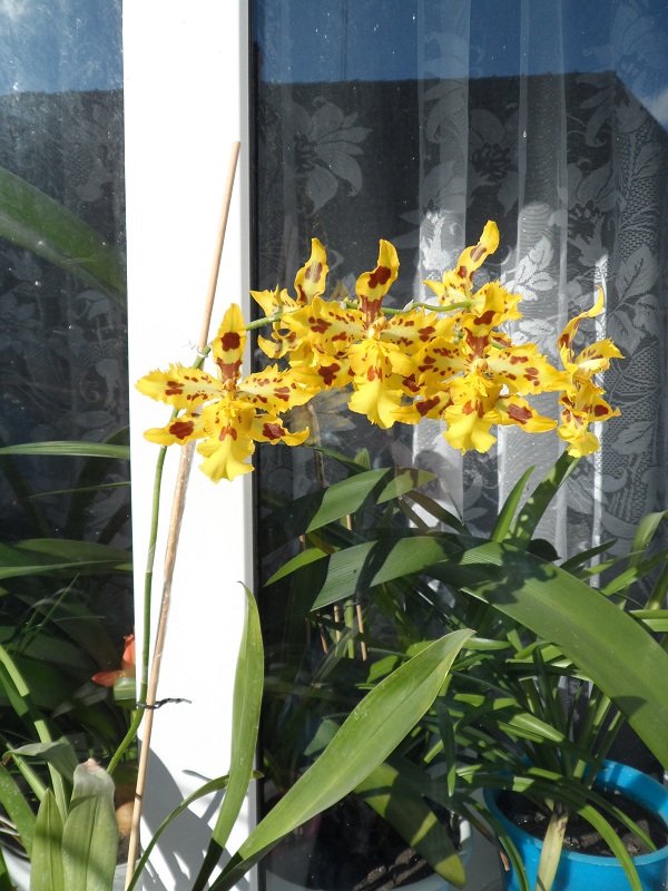 Odcdm. Yellow Tiger.