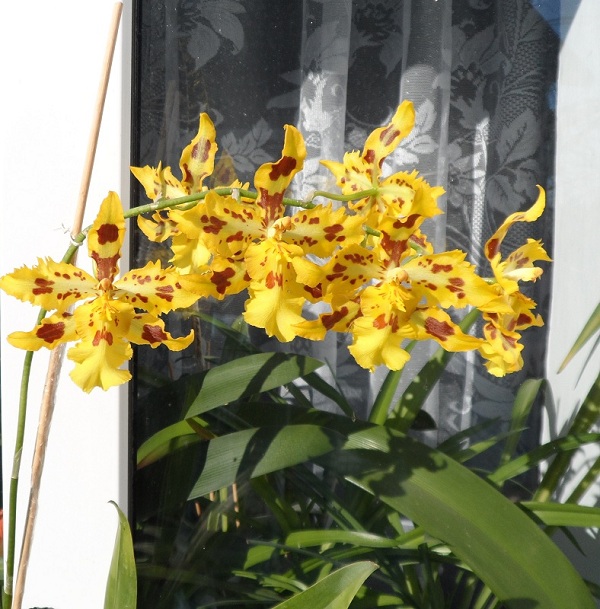 Odcdm. Yellow Tiger.