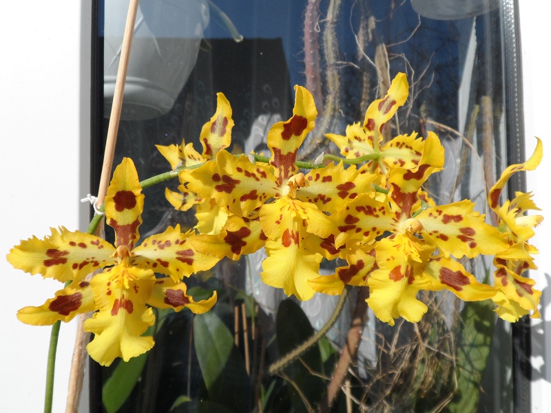 Odcdm. Yellow Tiger.