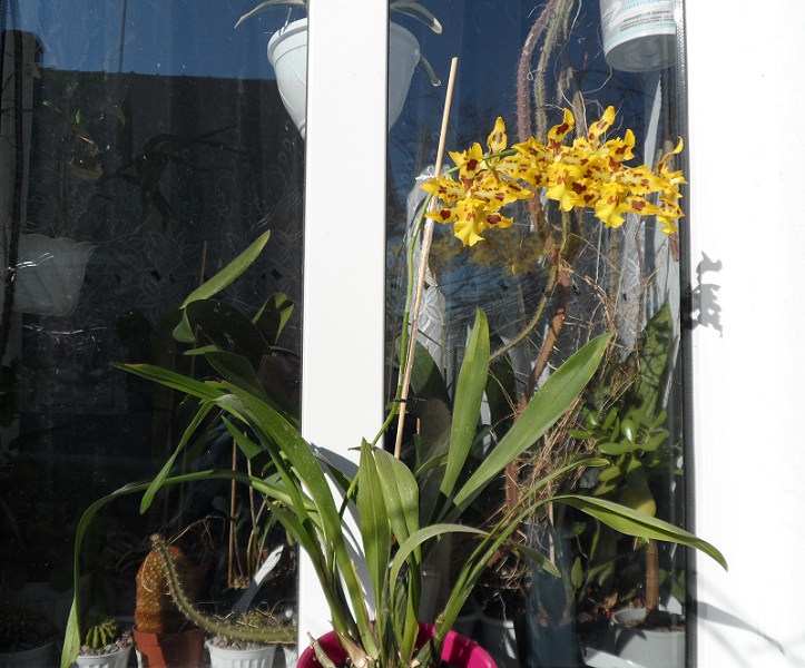 Odcdm. Yellow Tiger.