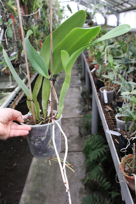 Cattleya warneri semi alba 'Pedra Azul' x Cattleya warneri semi alba 'Nr 1'.jpg