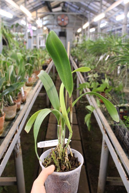 Brassolaeliocattleya Keowee 'Mendenhall'.jpg