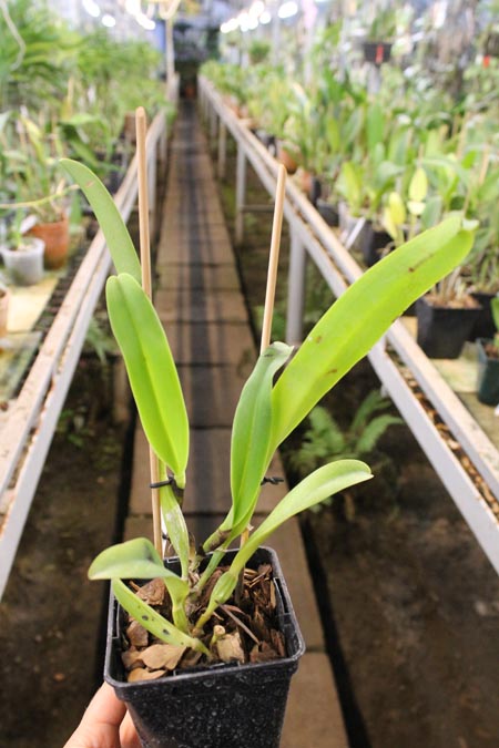 Cattleya trianae alba 'AWZ' x Cattleya trianae alba 'Suzi' (31-8).jpg