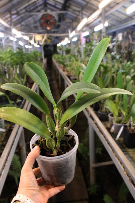 C trianae amoena XXX x C trianae amoena 'TA's'.jpg