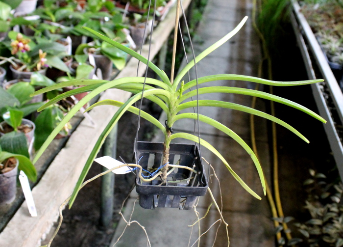 Ascocentrum curvifolium.JPG