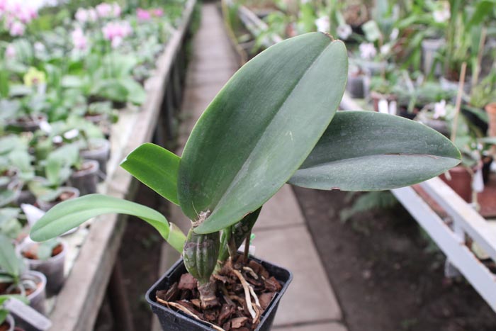 Brassolaeliocattleya Tubtim Siam 'Kultana'.jpg