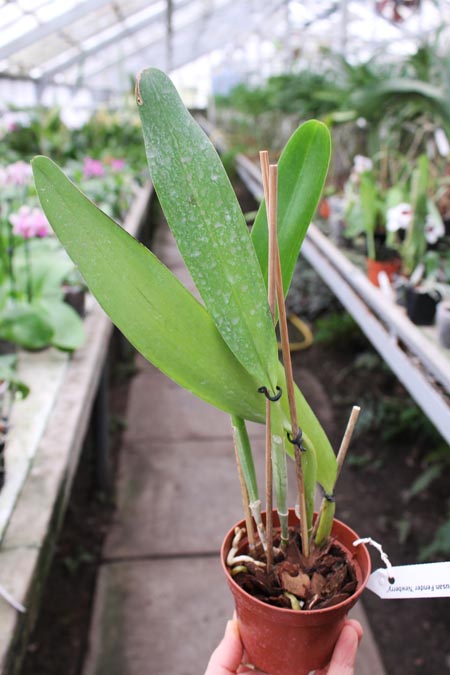 Potinara Susan Fender 'Newberry'.jpg