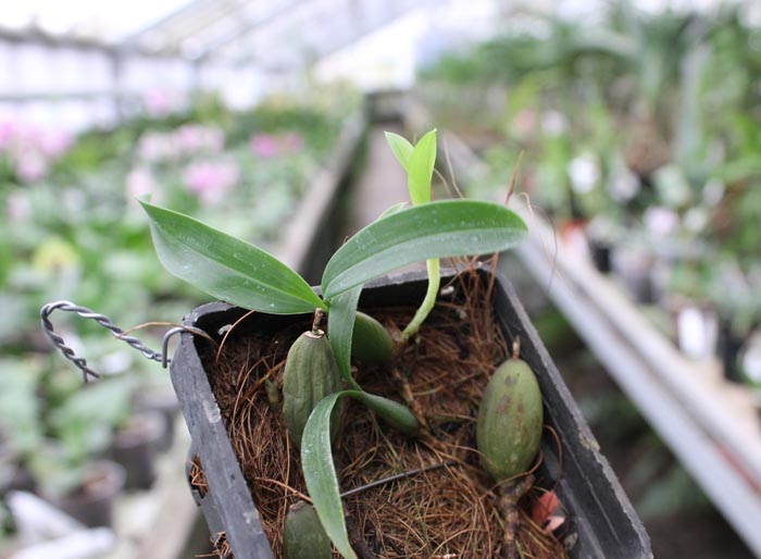 Coelogyne lindleyana.jpg