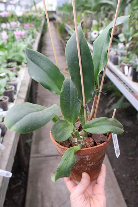 Brassolaeliocattleya Haadyai Delight 'Bangprom Gold' (Angkinantana x Destiny).jpg