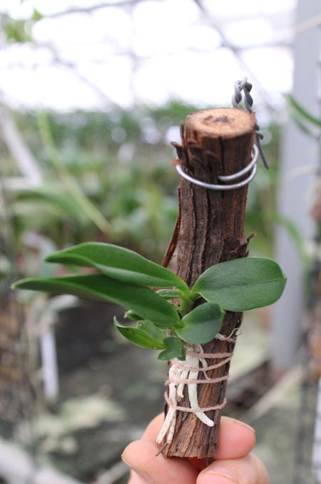 Sophrolaeliocattleya Jillian Lee.jpg