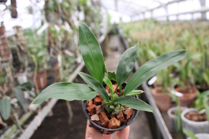 Stanhopea tigrina.jpg