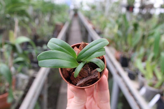 Bulbophyllum phalaenopsis x lobbii.jpg