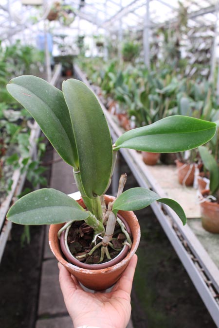 Brassocattleya Cynthia (Brassavola digbyana x Cattleya walkeriana).jpg