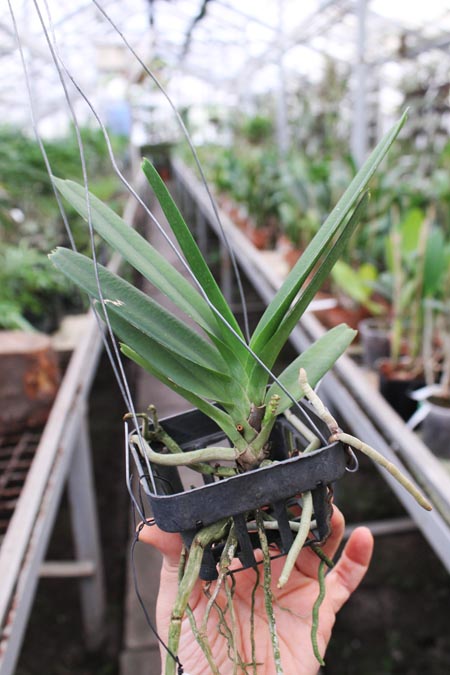 Ascocentrum ampullaceum.jpg