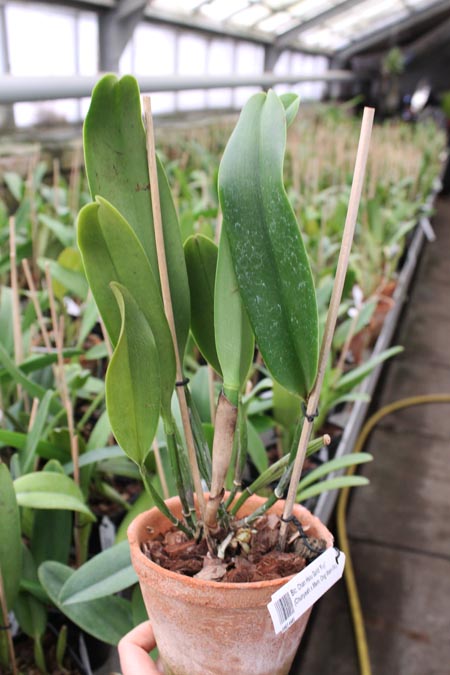 Brassolaeliocattleya Chan Hsiu Gold 'Fuji'.jpg