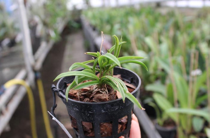 Oncidium (Tolumnia) Midas.jpg