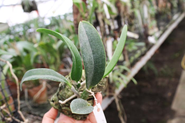 Laelia jongheana alba (Z-88) x Laelia jongheana suavissima.jpg