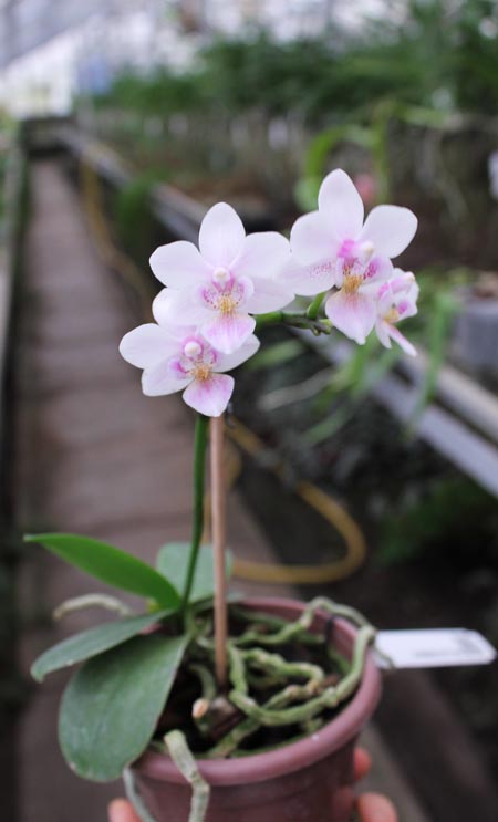 Phalaenopsis Liu's Rainbow.jpg