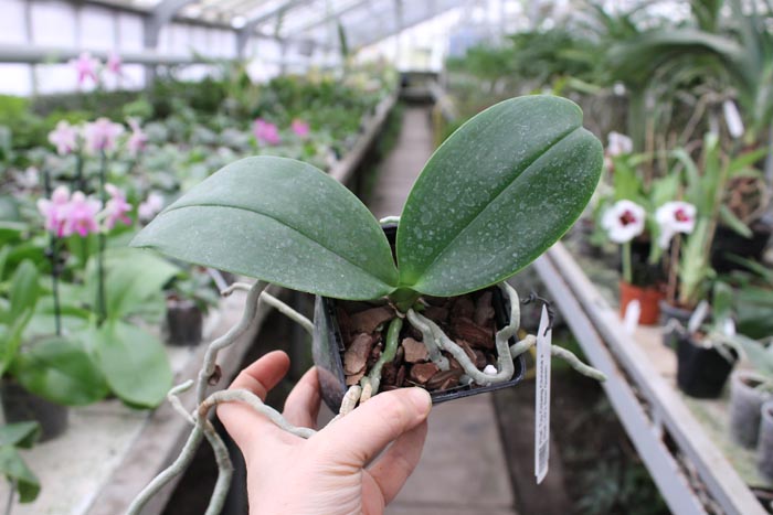 Phalaenopsis Tzu Chiang Chrisna x Phalaenopsis LD's Bear Queen.jpg