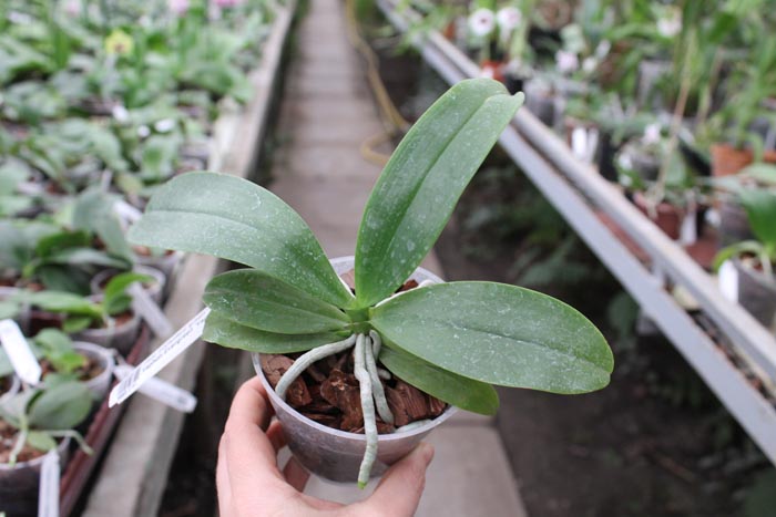 Phalaenopsis micholitzii 'green' x Yaphon Evergreen 'Yaphon'.jpg