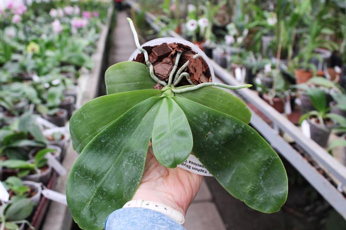 Phalaenopsis Yaphon Skype x (violacea alba x speciosa 'C -1').jpg