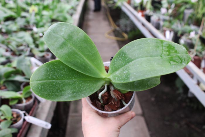 Phalaenopsis Ld's Bear King 'Golden King'.jpg