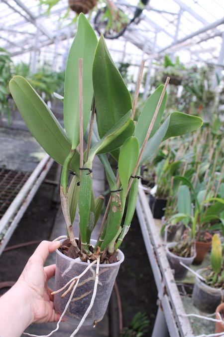 Blc King of Taiwan.jpg