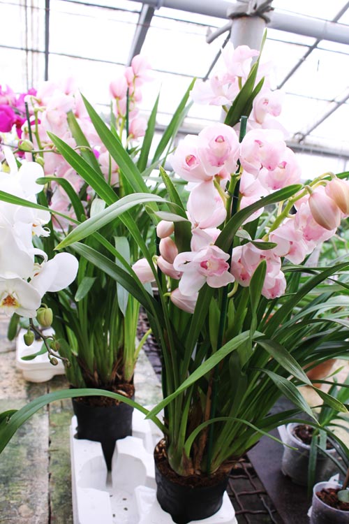 Cymbidium hybrid.jpg