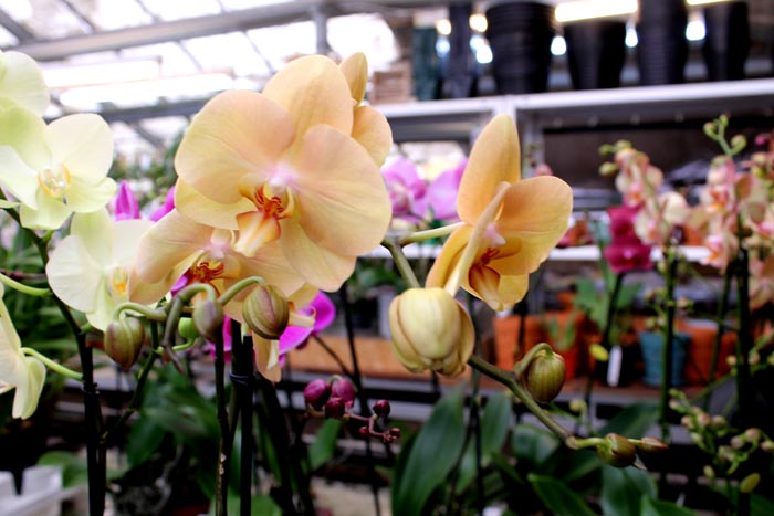 Phalaenopsis hybrid.jpg