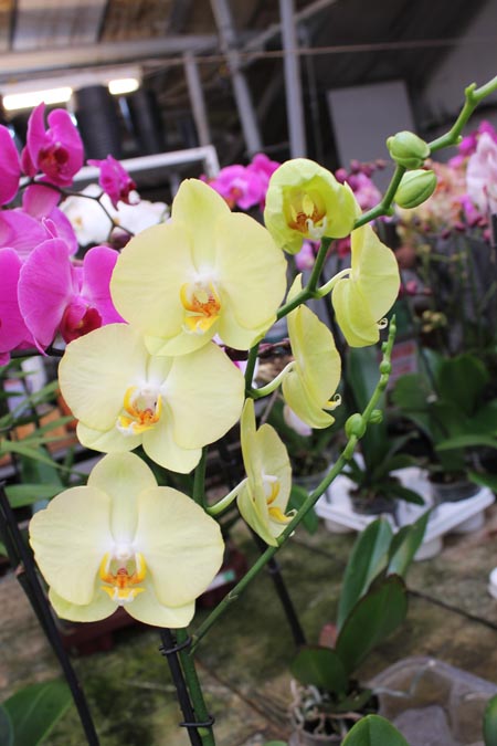 Phalaenopsis hybrid.jpg