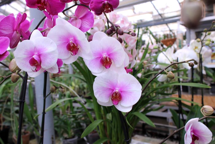 Phalaenopsis hybrid.jpg