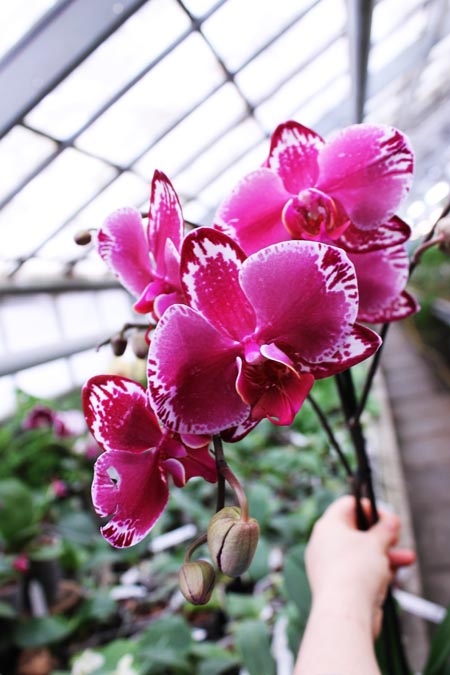 Phalaenopsis hybrid.jpg