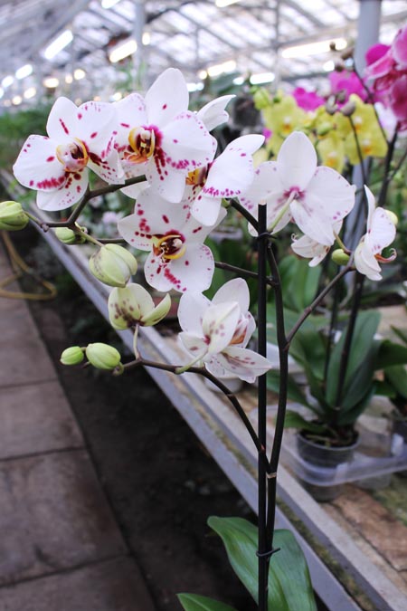 Phalaenopsis hybrid.jpg