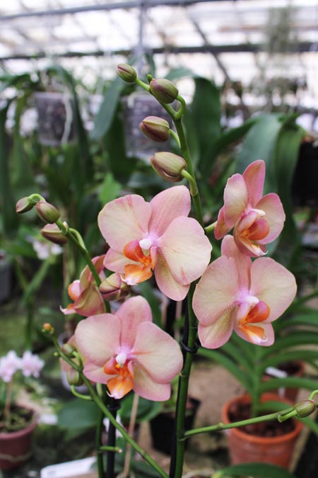 Phalaenopsis hybrid.jpg