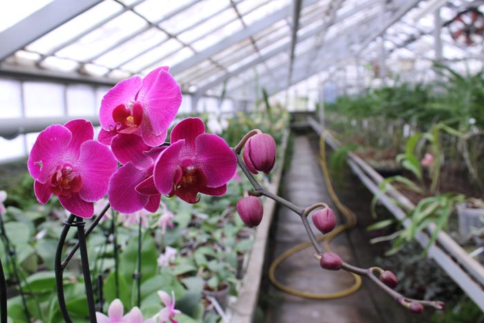 Phalaenopsis hybrid.jpg