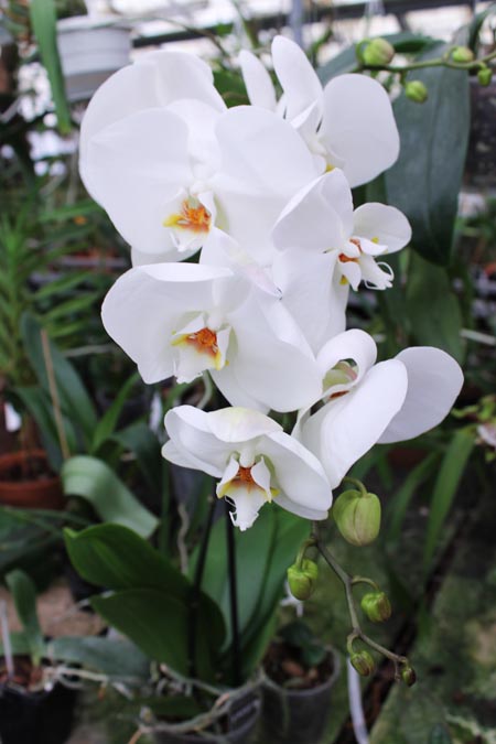 Phalaenopsis hybrid.jpg