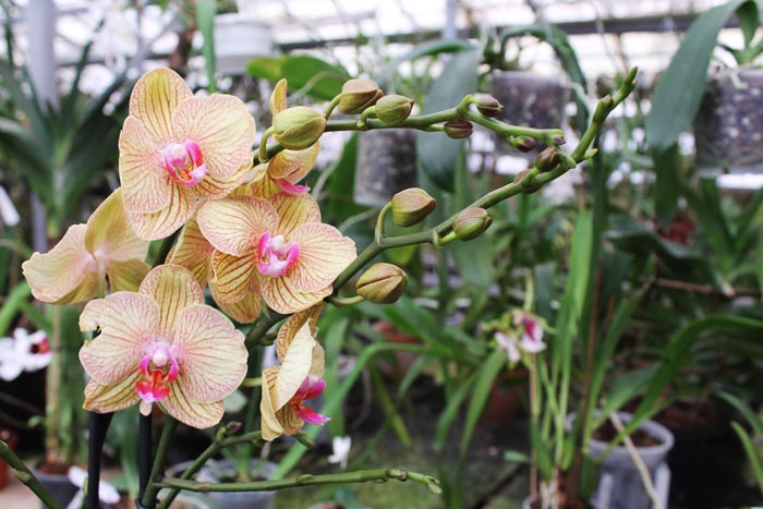 Phalaenopsis hybrid.jpg