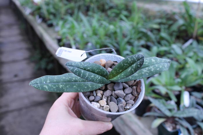 Paphiopedilum niveum.jpg